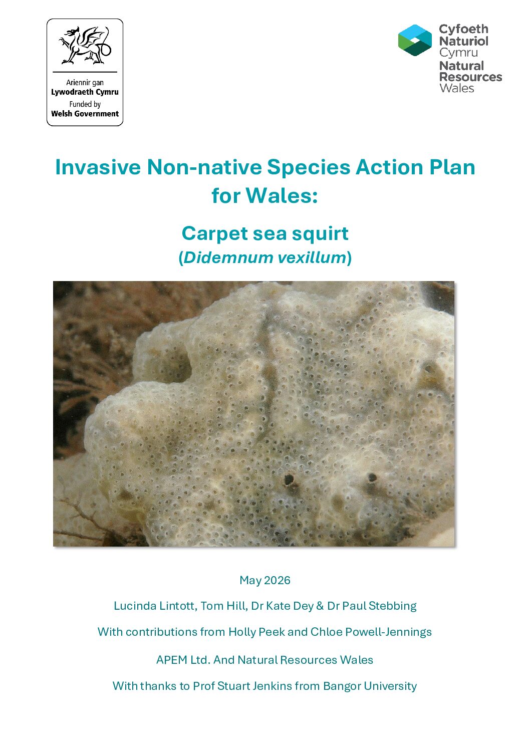 Carpet Sea Squirt, Didemnum vexillum Species Action Plan for Wales
