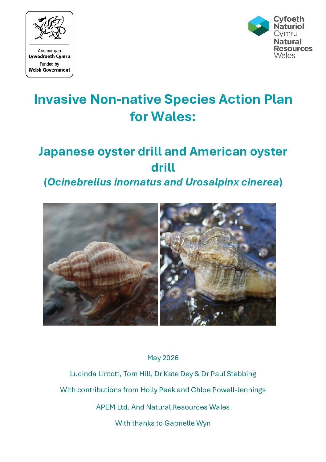 Oyster drill Species Action Plan for Wales