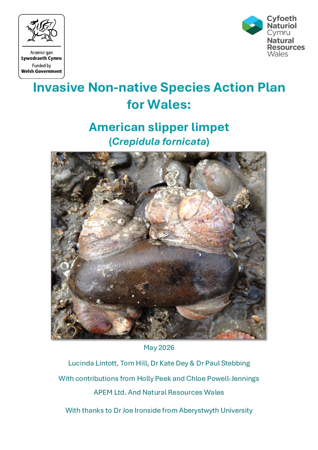 Slipper limpet, Crepidula fornicata Species Action Plan for Wales