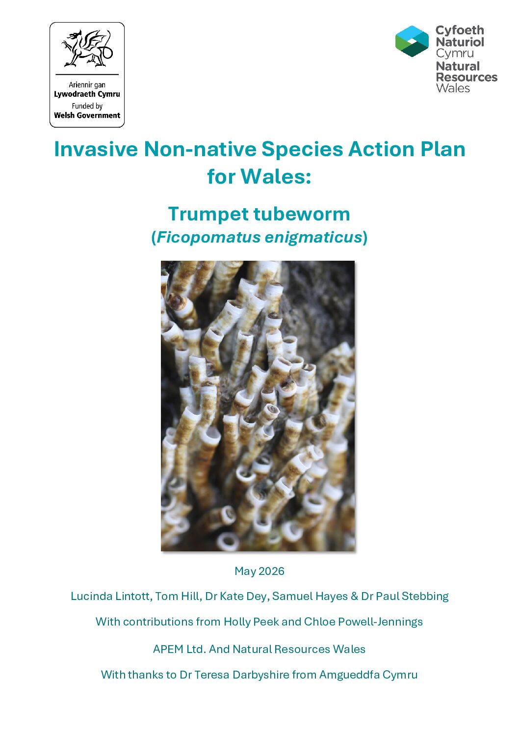 Trumpet tubeworm, Ficopomatus enigmaticus Species Action Plan for Wales
